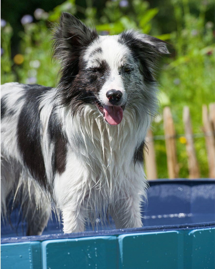 Piscine pour chien 80